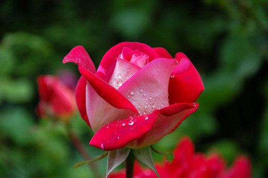 banner-image