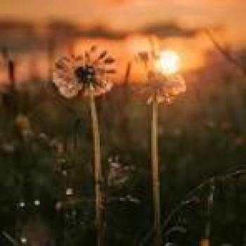 banner-image