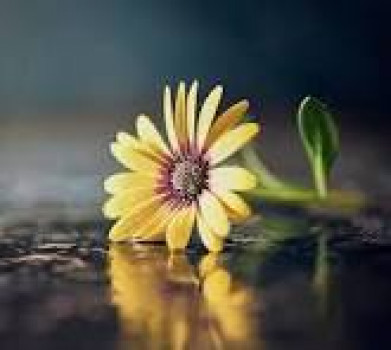 banner-image