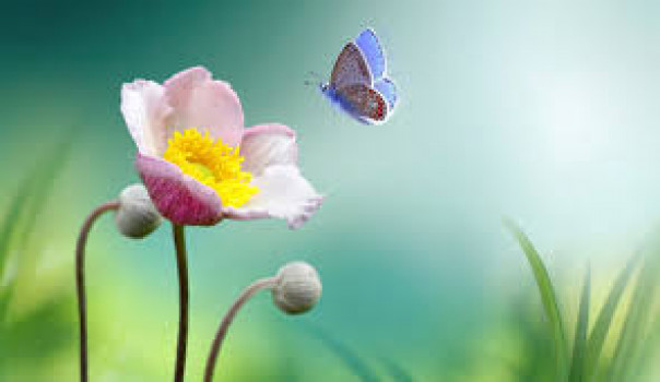banner-image